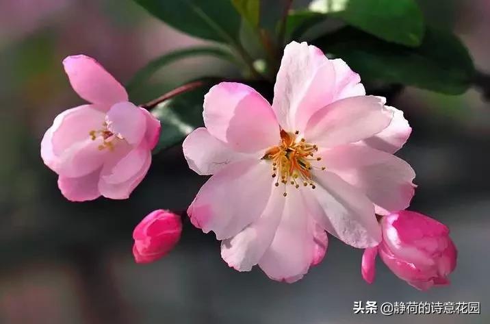 春日咏海棠经典诗词,咏海棠十首诗解析