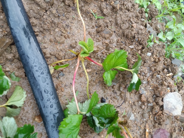 草莓炭疽病怎么治比较好?,草莓炭疽病根腐病治疗组合药剂