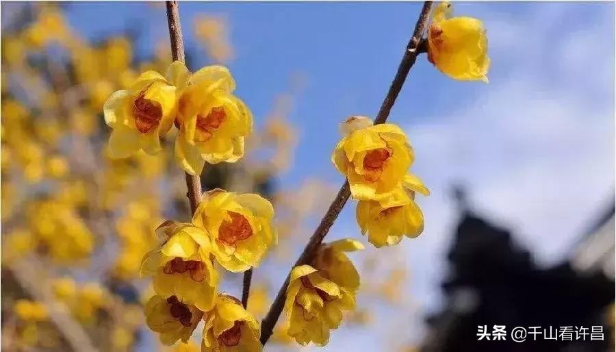 2024年鄢陵腊梅梅花文化节地址,第二年鄢陵花博园腊梅展