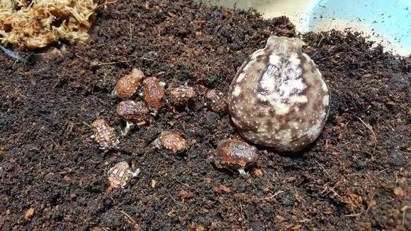 馒头蛙蝌蚪,馒头蛙蝌蚪形态