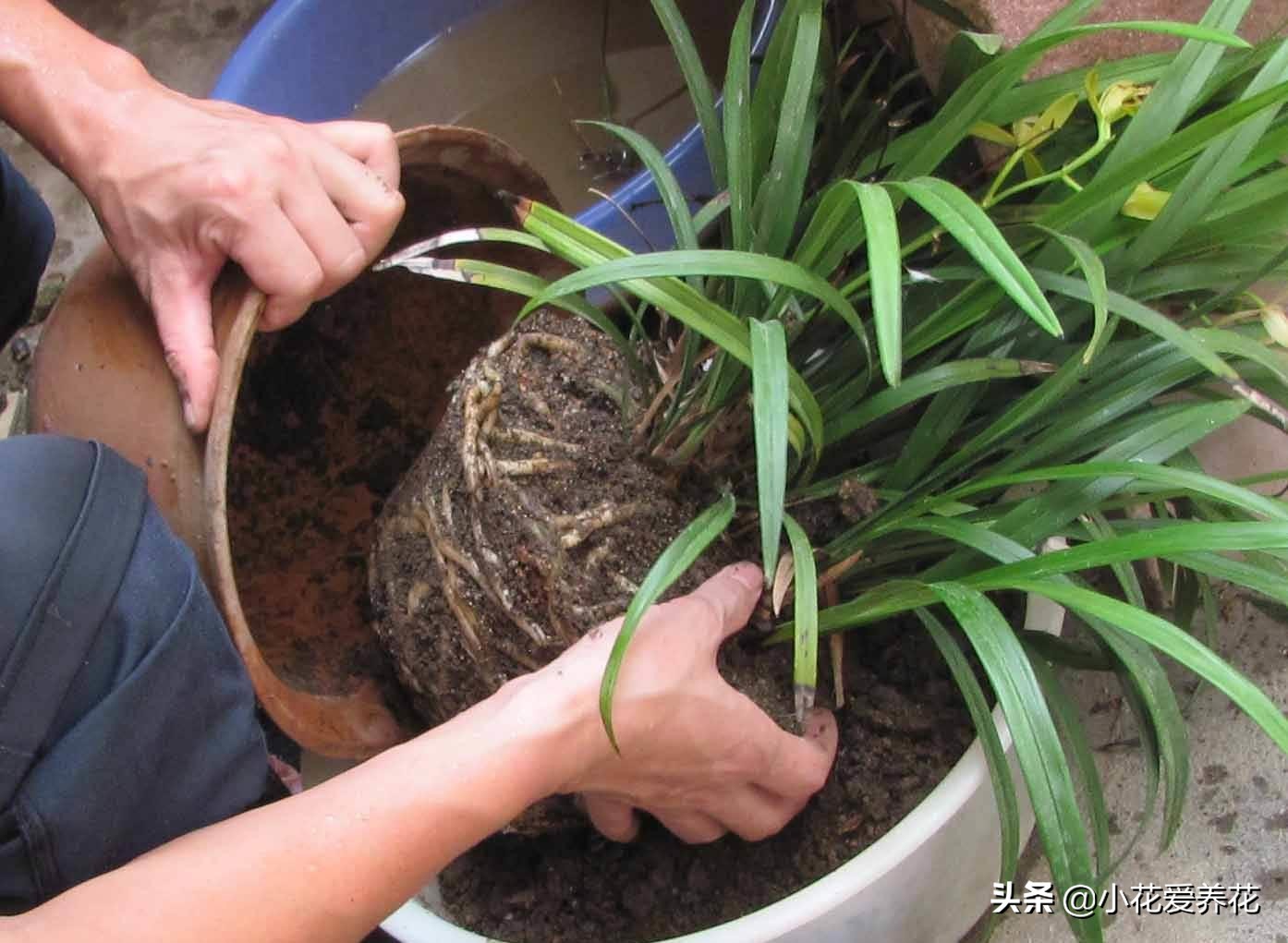 盆土不板结的小妙招,盆土板结最简单的方法