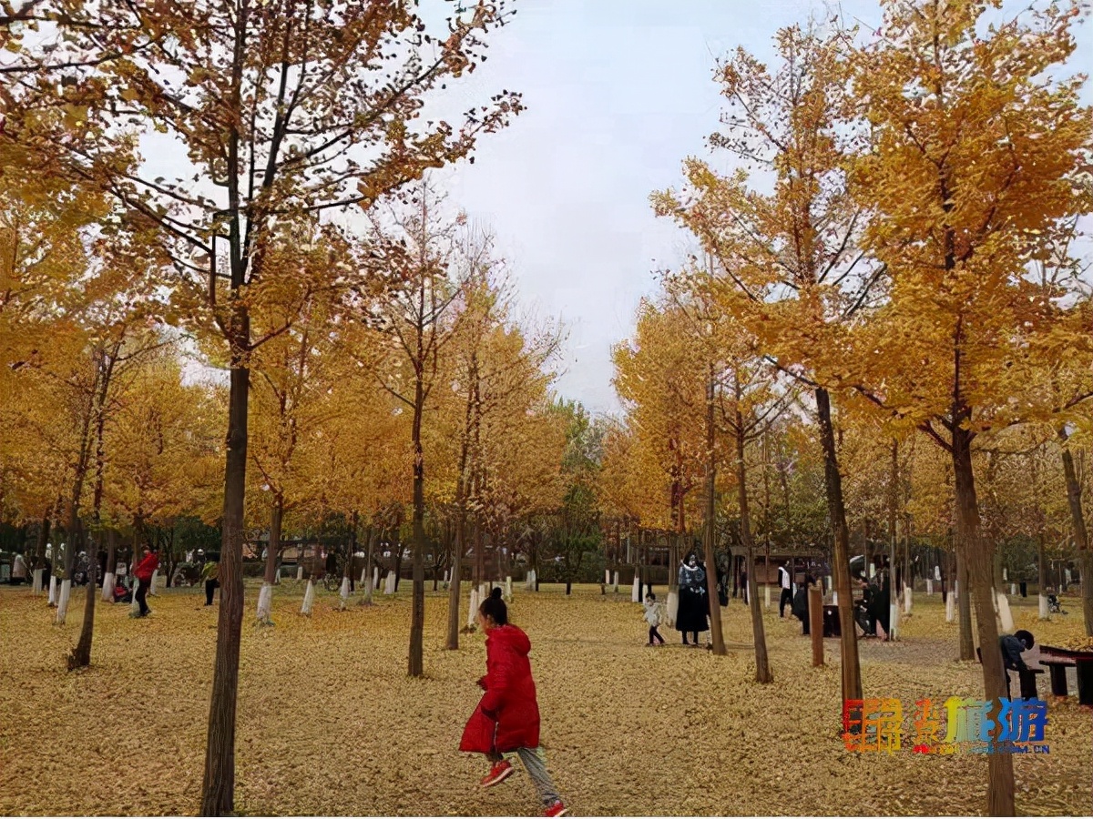 17处京城绝美银杏观赏点，看看有没有家门口的？