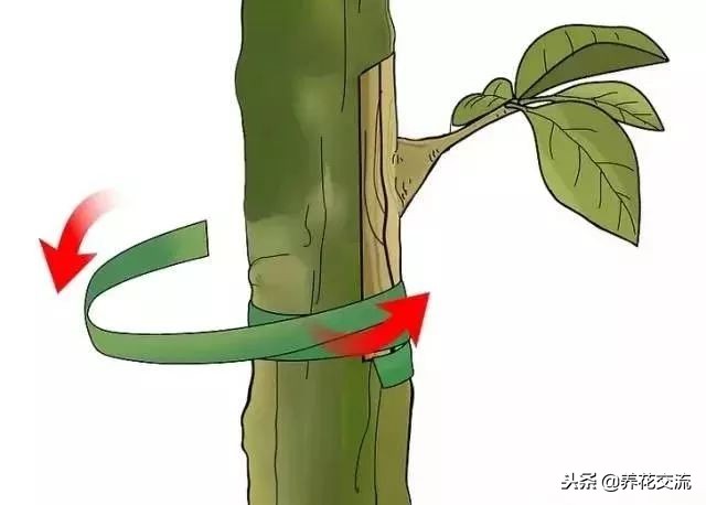 植物花卉嫁接需要用到的几个技巧，新手也能轻松学会