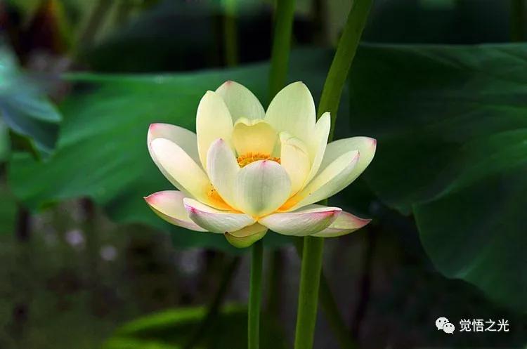 法华经讲解合集,如何专修法华经