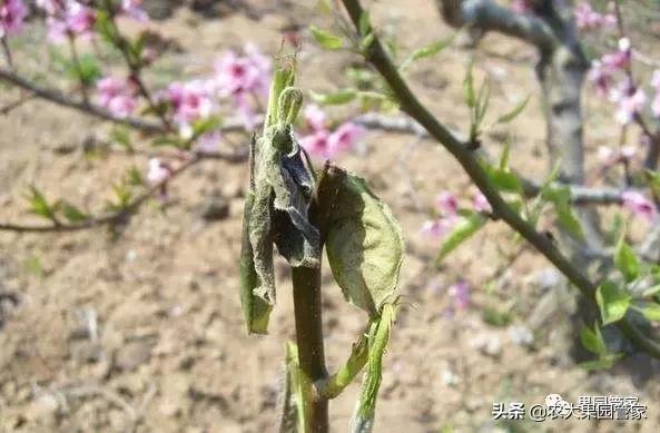 梨茎蜂怎么处理,梨树上的梨茎蜂防治