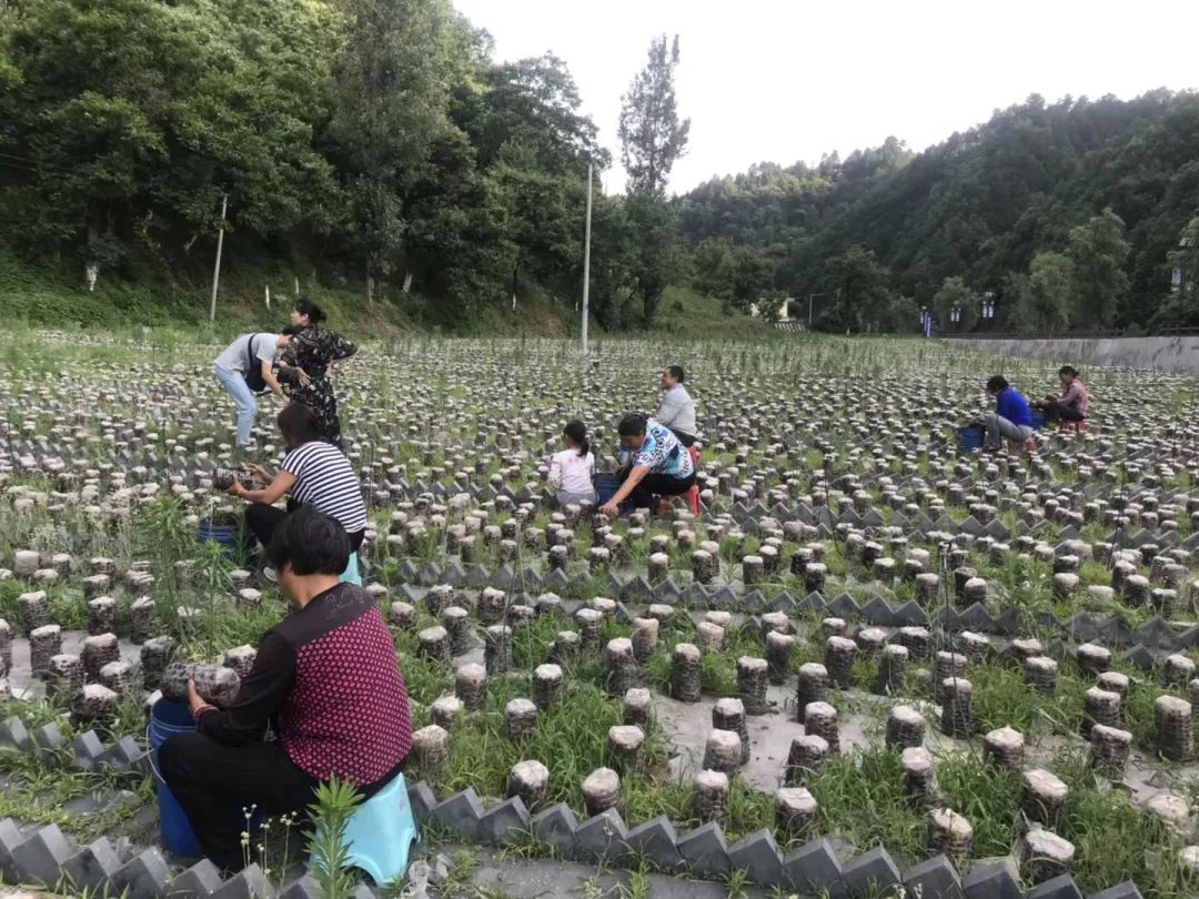 柞水木耳炒腊肉,卖疯了的零食