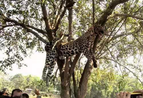 为什么印度是神奇的国度,为啥印度是个神奇国度啊