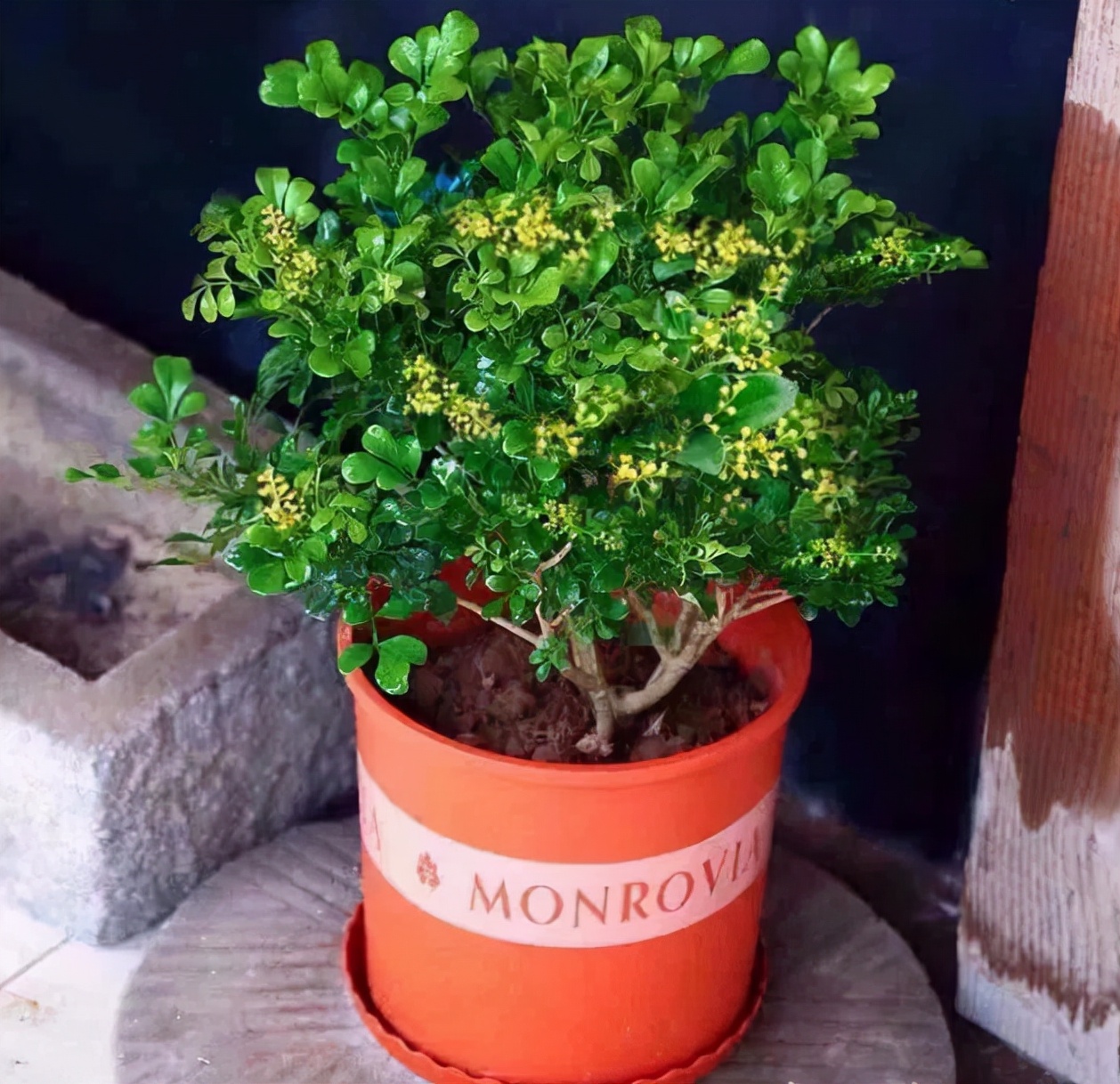 什么香水花最香最好养,好闻好养适合在卧室养的香水花