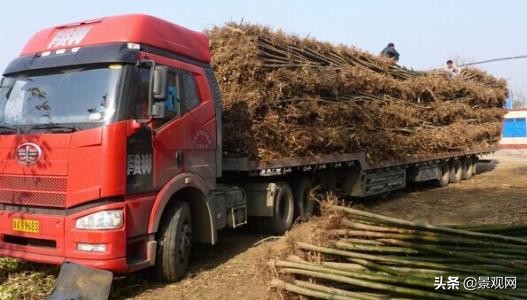 苗木运输怎么省钱,苗木运输费用怎么收取