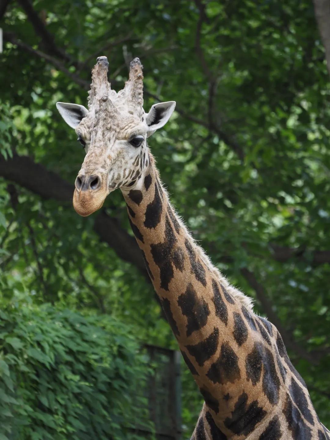 奥林巴斯150-400f4.5开箱,奥林巴斯100-600