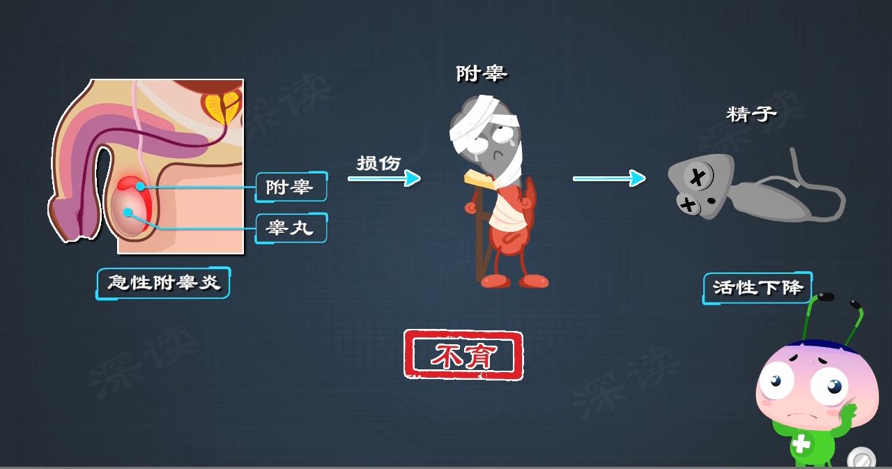 睾丸又肿又痛连着小腹痛,急性附睾炎为什么会高热