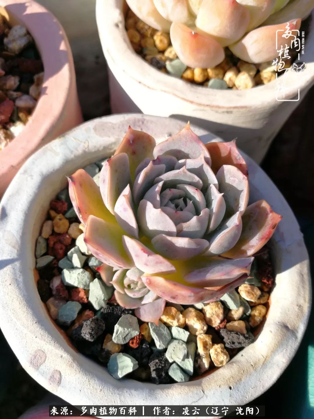 秋闲赏多肉，话育儿，亲生的自家娃，总有一刻让你怦然心动