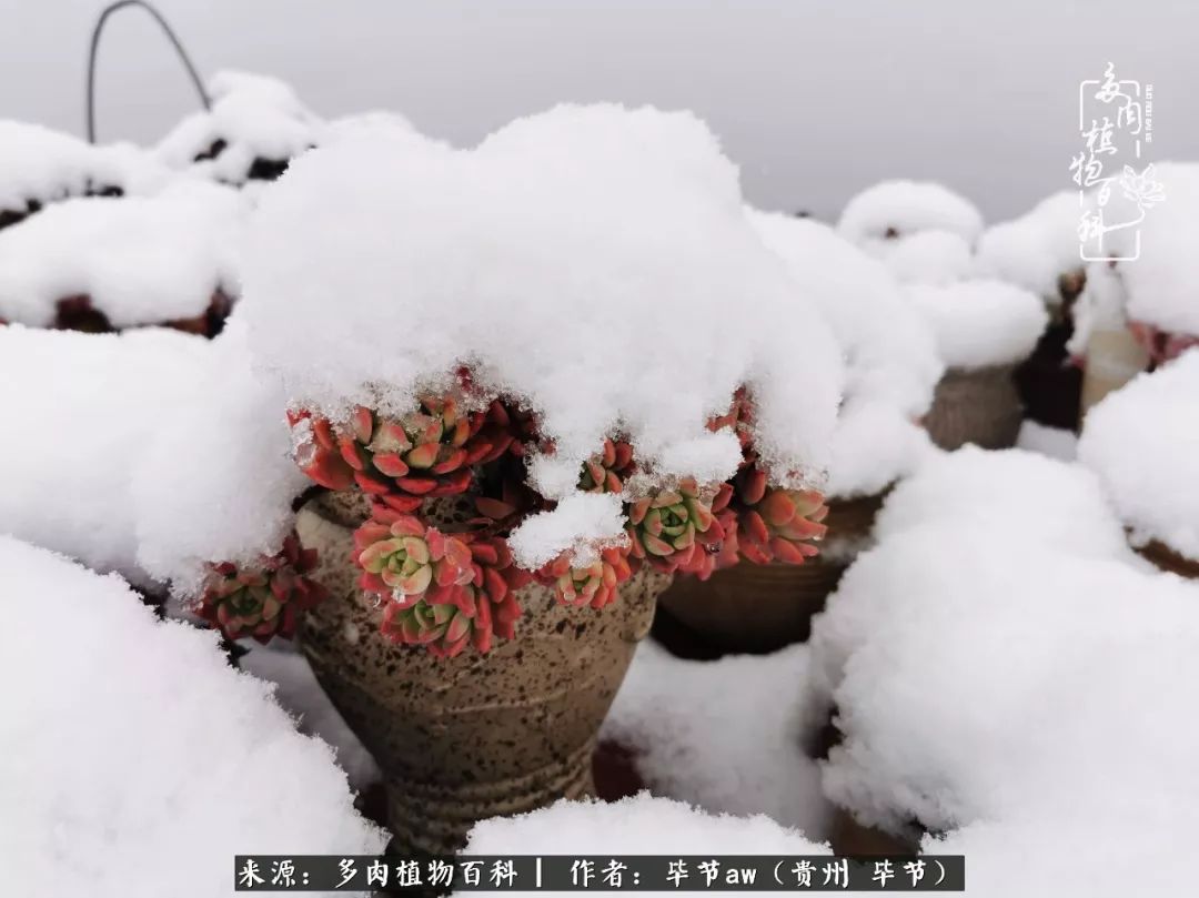 有多少次的会心一笑，全因多肉！那是一种心间流出的甜