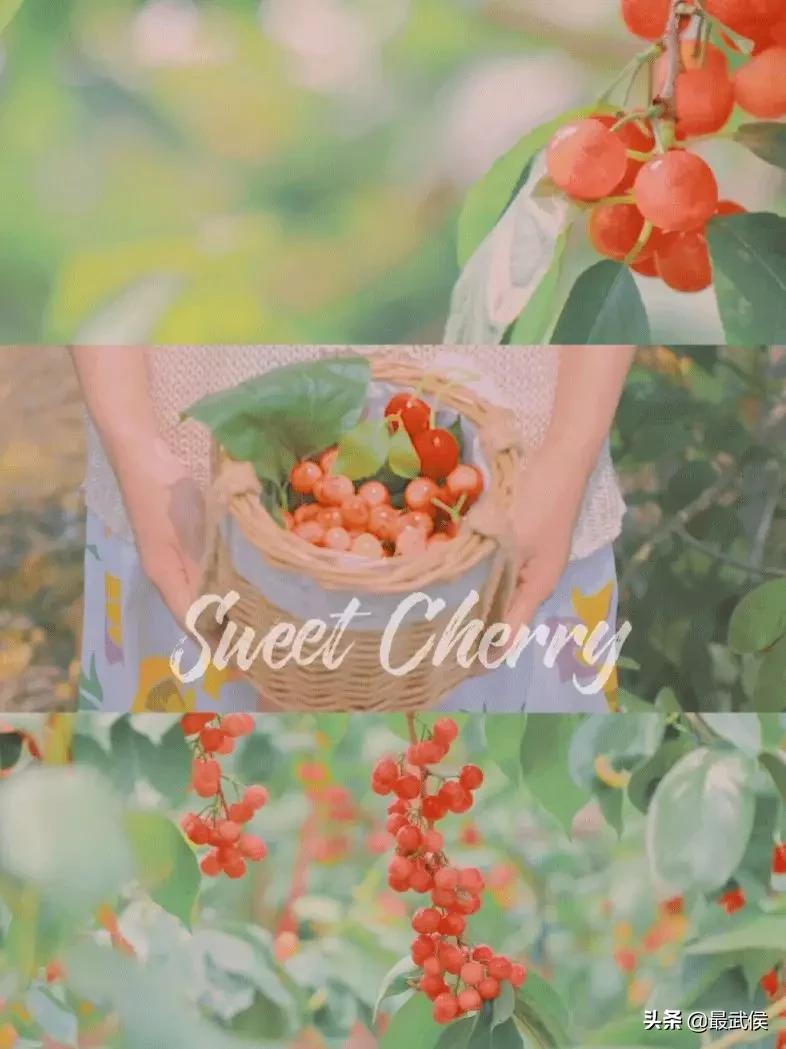 成都摘樱桃的地方不要门票,成都摘樱桃人少的地方
