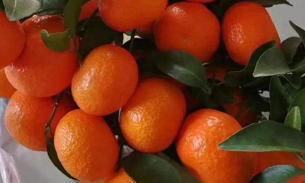 果树打农药可以用赤霉素吗,赤霉素能与哪些杀虫剂混用