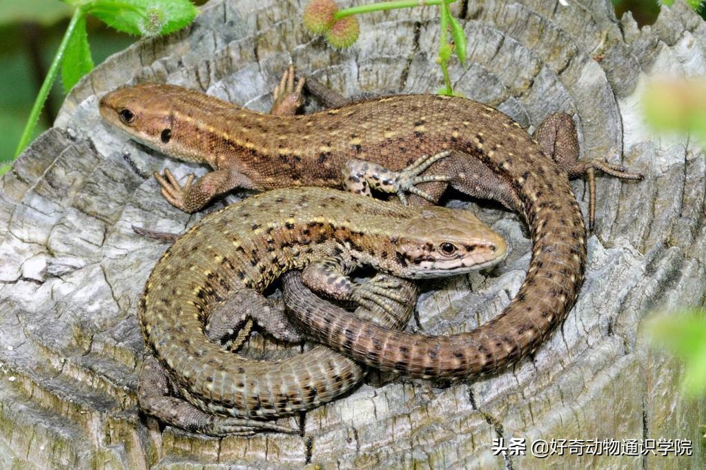 冷血动物怎么维持体温,冷血动物是怎么形成的