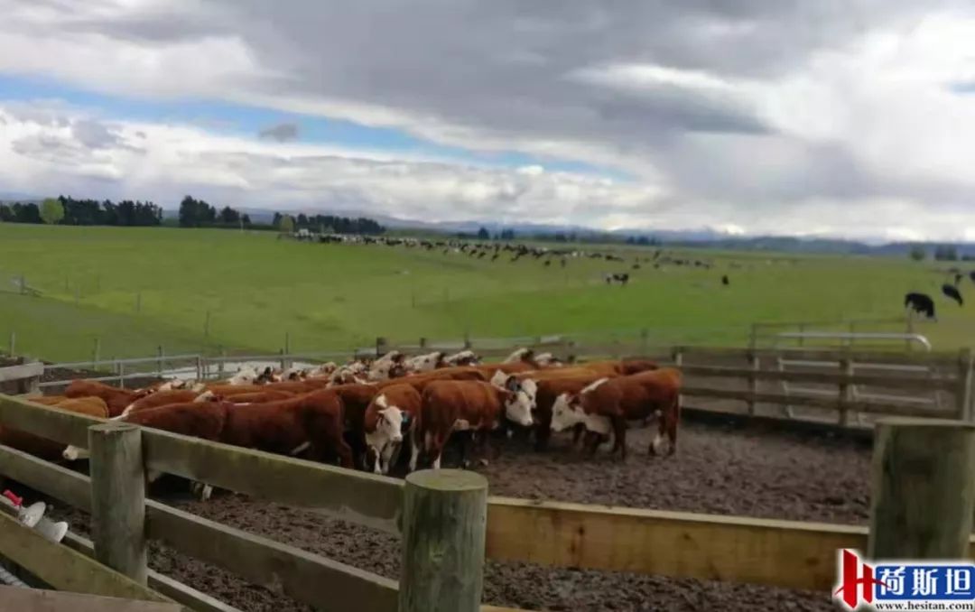 4000头新西兰牛抵达大丰港适合中国消费者的海福特肉牛强势来袭