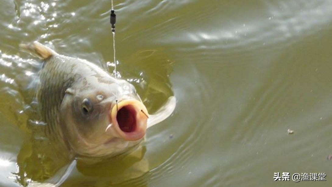 野钓不知道鱼情怎么调漂,野钓浮漂看不清怎么办