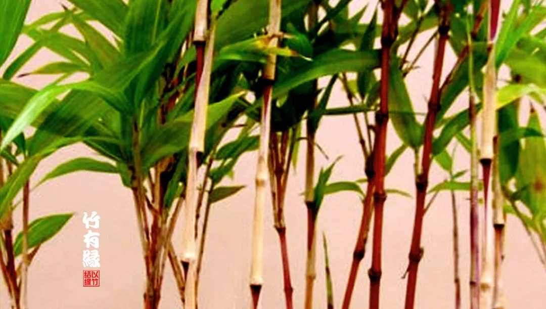 这红竹子美的——简直让人不敢相信是真的！