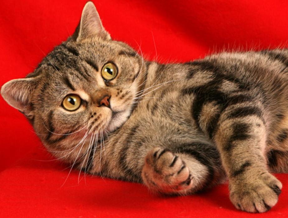 挑选猫咪长相,教你如何挑选猫咪