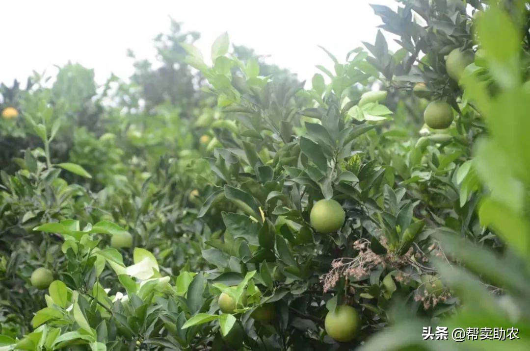 带有柠檬味的橙子,自带柠檬清香