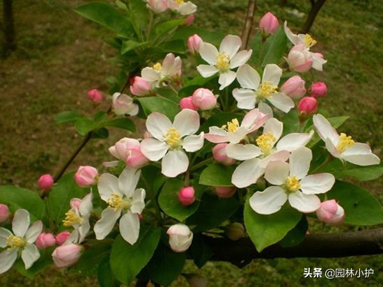 海棠花叫断肠花的故事,海棠花又名断肠花有毒吗