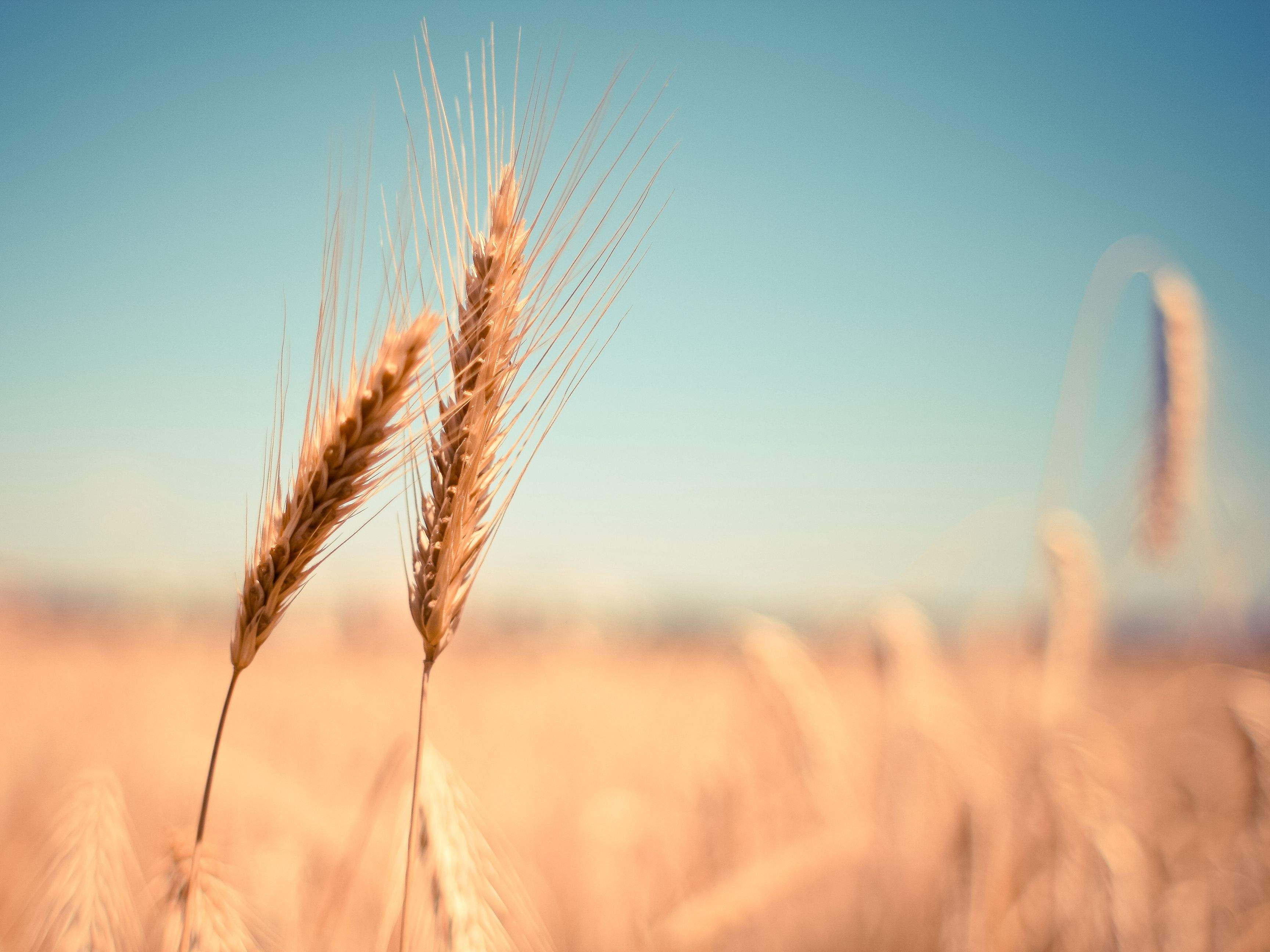 隆平高科转基因种业最新消息,隆平高科转基因玉米