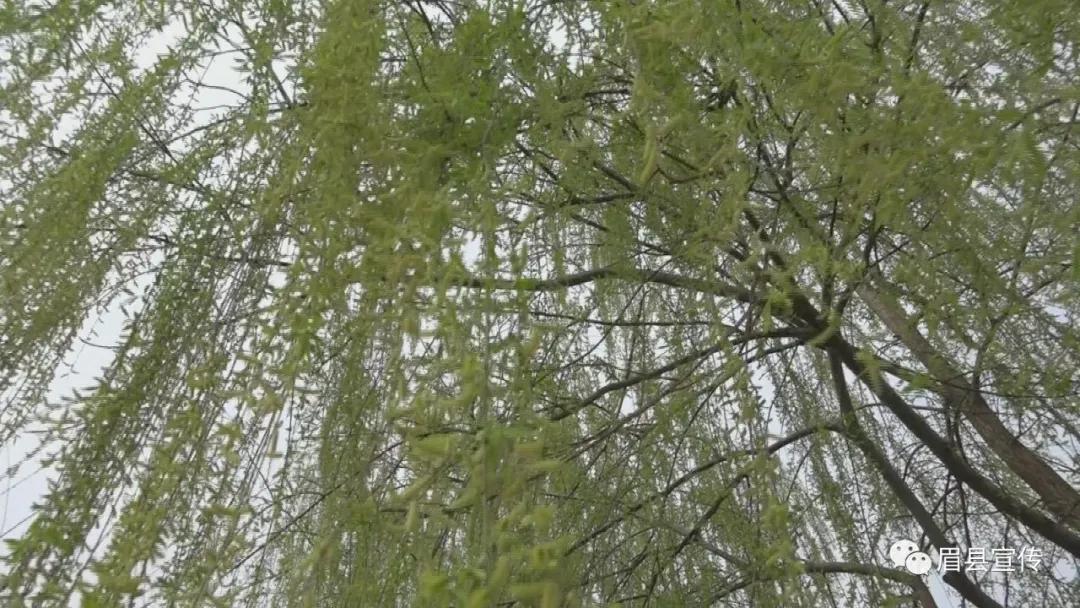 眉县花开的地方,眉县槐芽镇踏青赏花