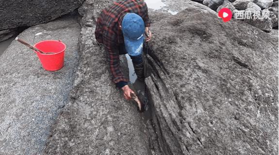 西瓜视频赶海活动,西瓜视频赶海