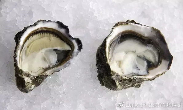 宵夜吃生蚝真实视频,宵夜湛江生蚝生吃