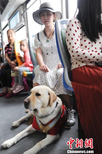 导盲犬带主人去景区被拒绝,上过央视的导盲犬被公交司机拒载