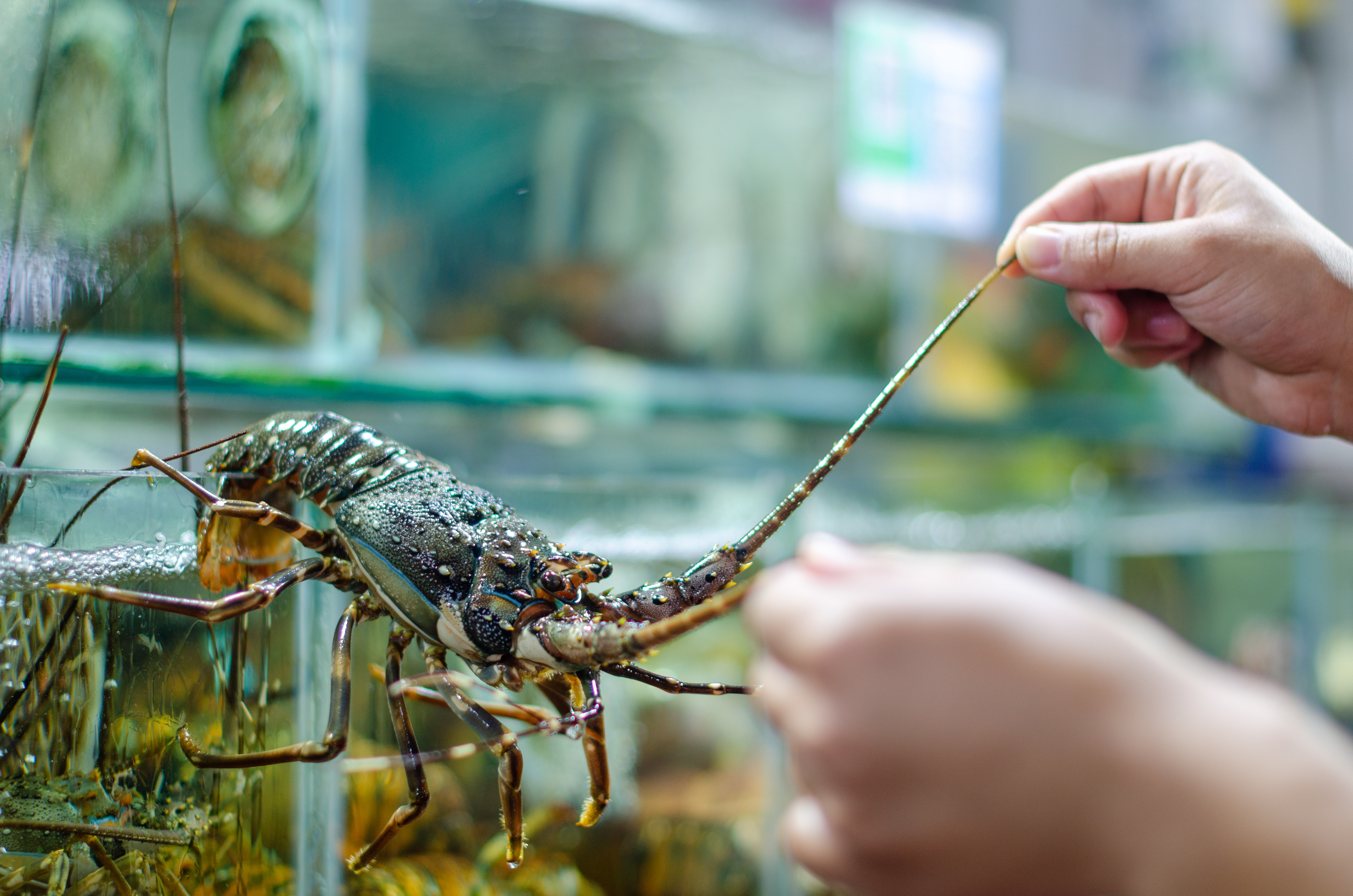 三亚游客吃饭被宰事件,三亚吃海鲜被宰