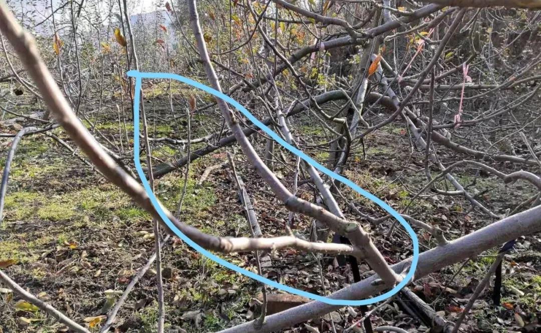 苹果树的正确修剪方法,专家手把手教苹果树修剪