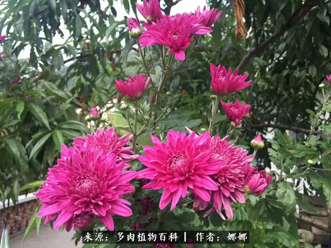 篱笆花开情常在，守你一生不变！