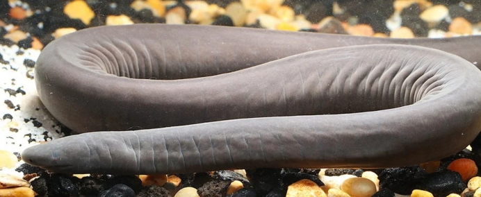 两栖动物真的有不死之身吗,最神奇的两栖动物