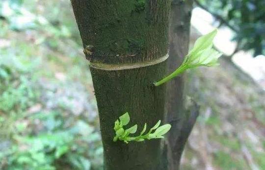 鸭脚木枝叶扦插不发芽,鸭脚木不黄叶的妙招