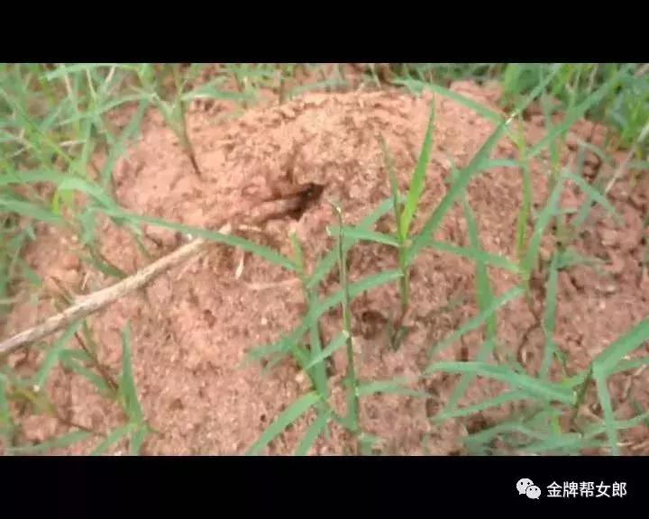 红火蚁出没村民被咬致休克,邕江边红火蚁