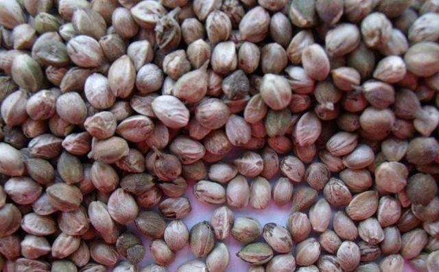 养花加什么叶子绿油油,老花农养花只用这种水全年不施肥