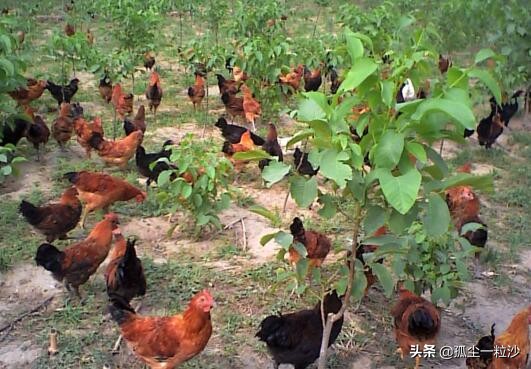 赞皇县特产美食,赞皇县城美食探店