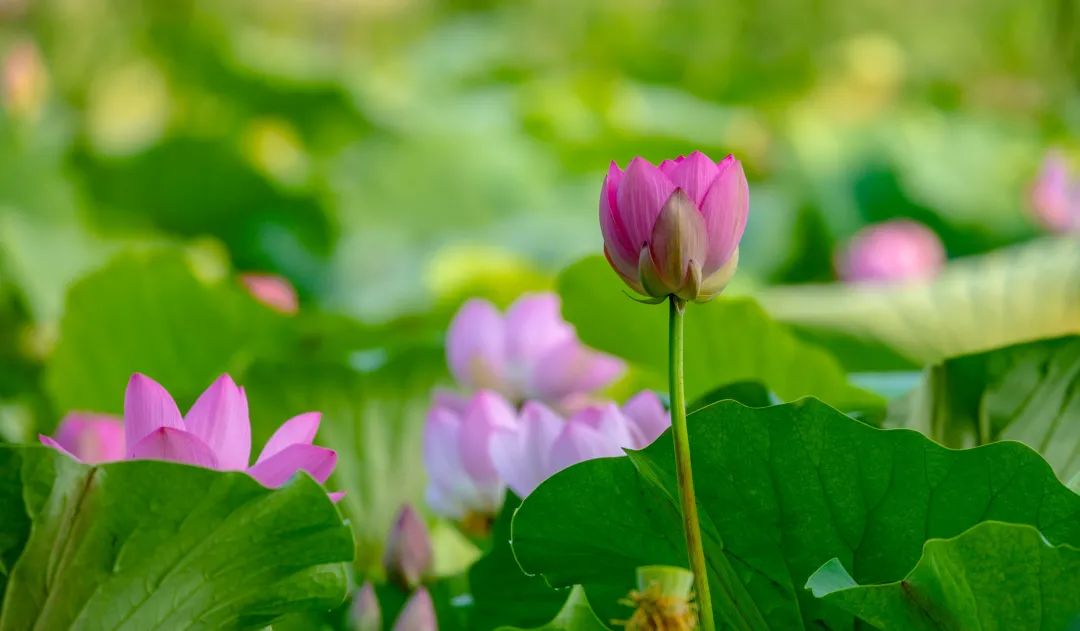 在济南花式避暑,一见“清”心!只需一瞥,便足以把酷夏原谅…