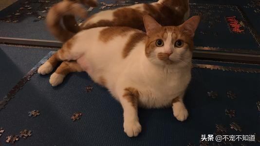 猫咪超过三天不吃东西——小心有疾病潜伏