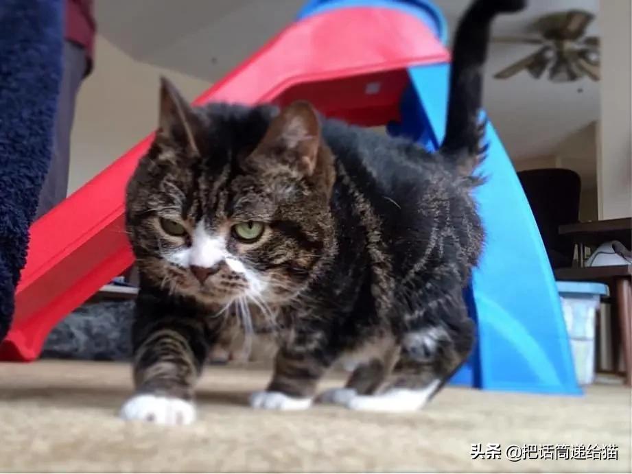 猫兄妹可爱视频,矮脚猫兄妹