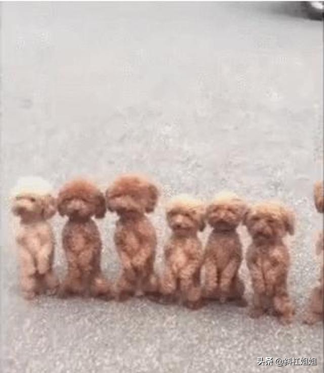 泰迪被迫训练视频,泰迪被训练成一直站着