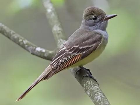 菜园里有白色的小飞虫,菜园里的神奇昆虫在哪里