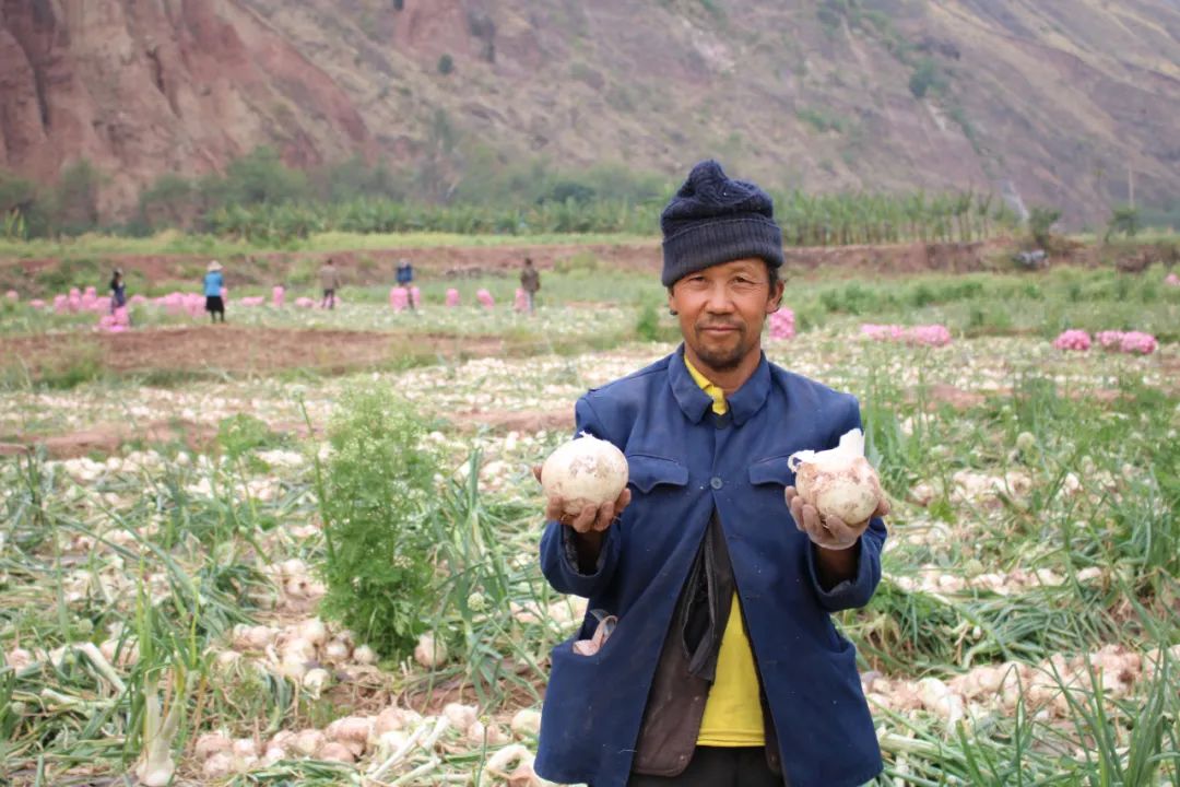 黄皮洋葱批发,黄皮洋葱今日报价