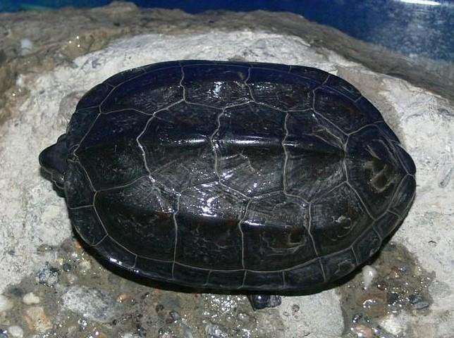 新手养什么龟比较合适,适合新手养的半水龟