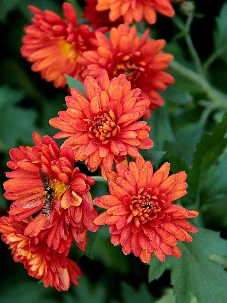 想弄清菊花的看过来，这里有你想要的答案