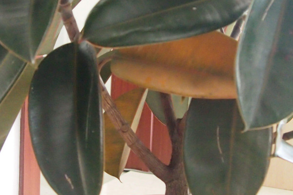 橡皮树叶子发黄怎么办,橡皮树叶子发红发黄怎么办