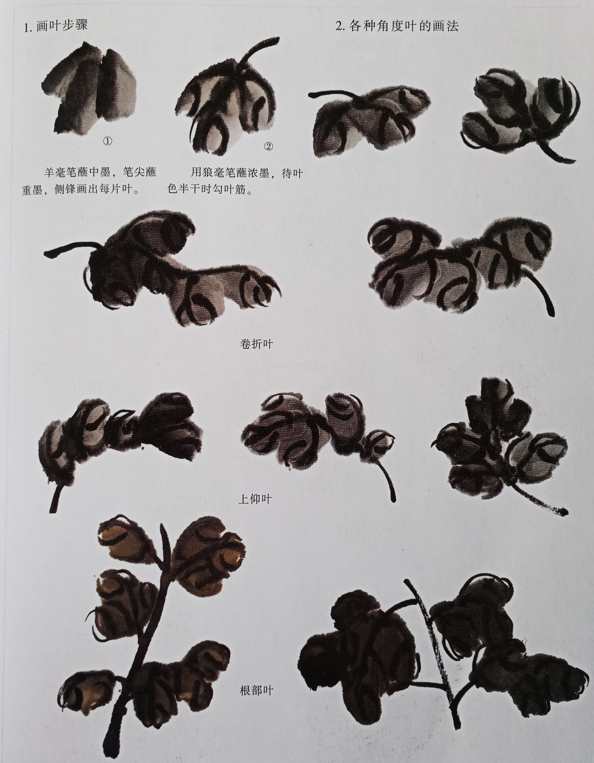 国画菊花初学者怎么画视频,圆形卡纸怎样画菊花国画