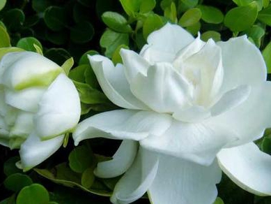 栀子花谁养好了,如何养好栀子花视频